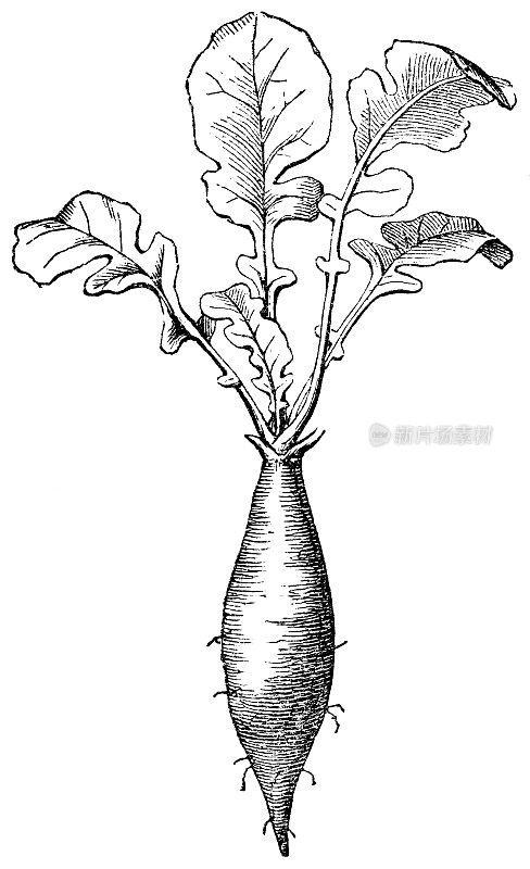 萝卜蔬菜(Raphanus Sativus var. Longipinnatus)主根和分枝根结构- 19世纪